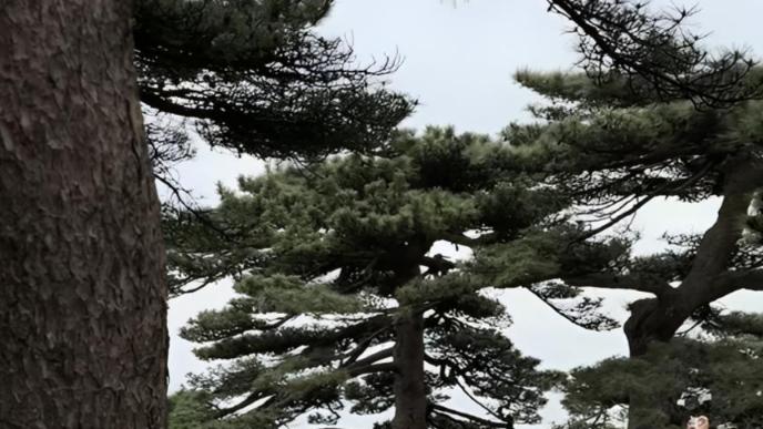 实拍安徽黄山5A级迎客松景区，姿态万千