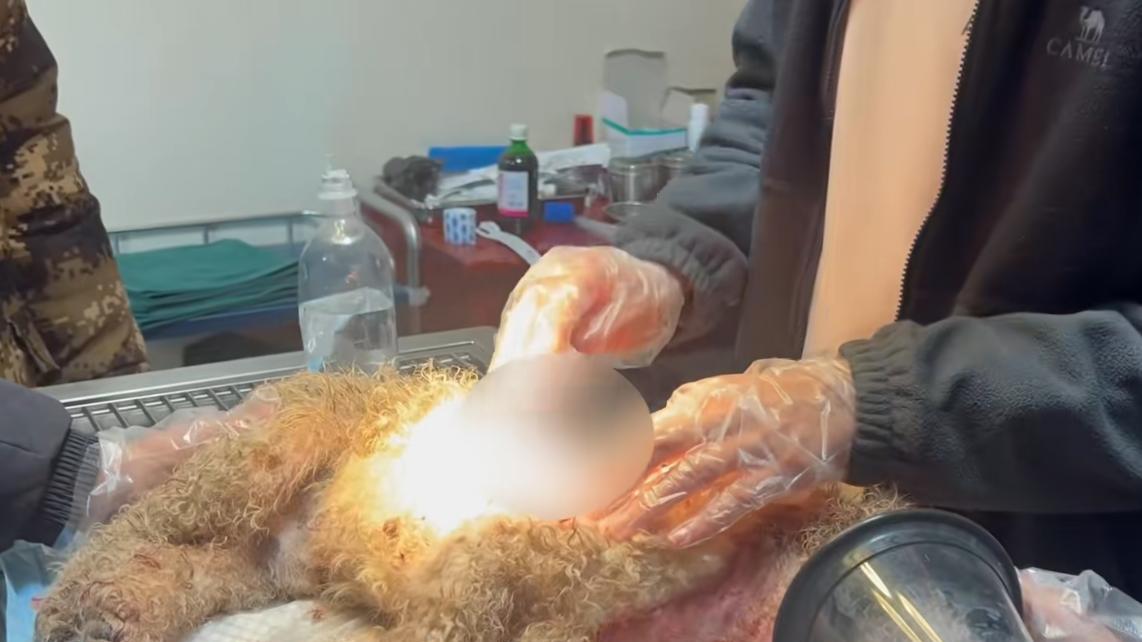 狗狗误入农家大棚，被主人打伤，满身伤痕气息奄奄，被扔在垃圾堆