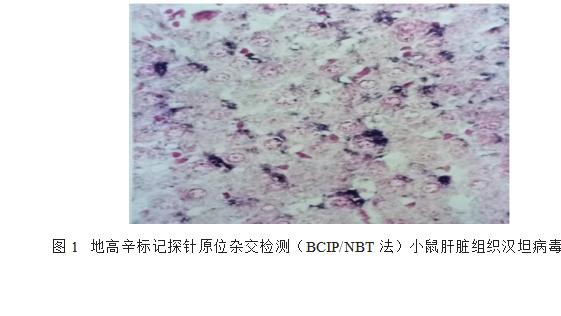 原位杂交实验指南之地高辛（DIG）标记与检测