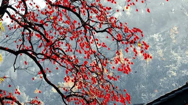 我爱一首诗从无到有