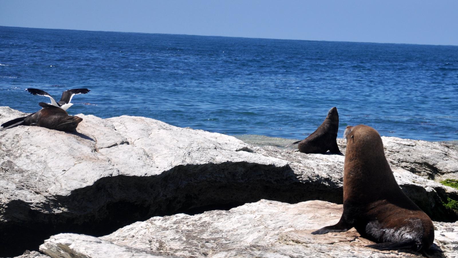 新西兰华人竟对海豹做这种事? 全网怒批背后的生态警示