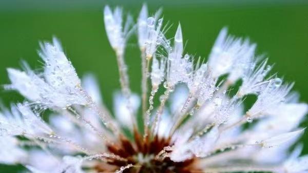 【文苑美篇】   雪绒花，开在寻常百姓家