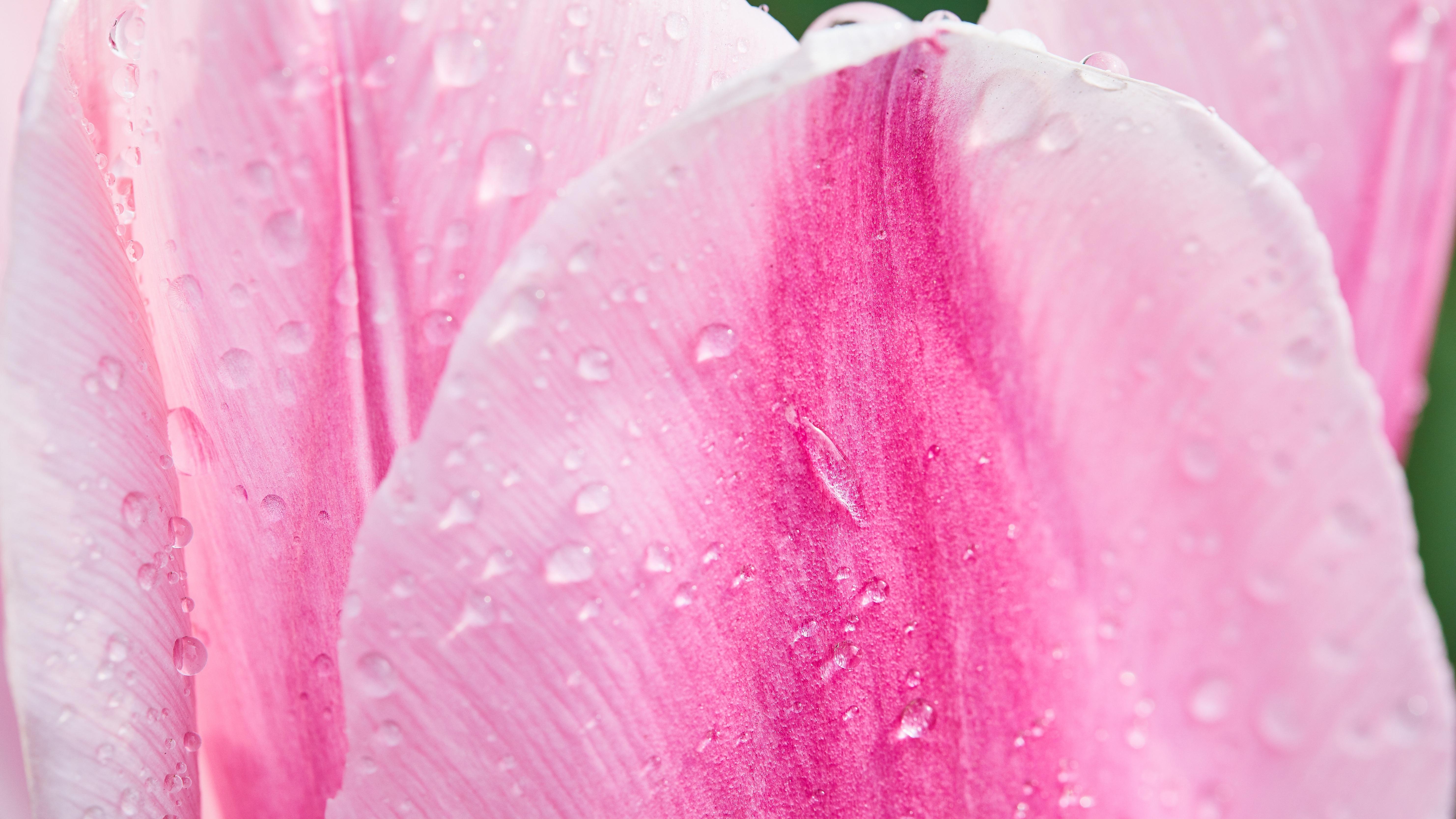 德国终于发现：盟友和老板，从来不是一回事