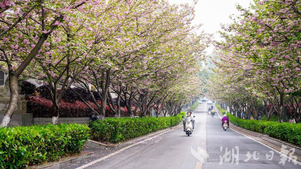 雨歇天晴绿植花卉更鲜亮，武汉市民出行 “一路生花”