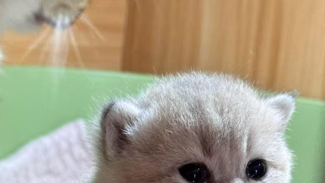 猫粮什么牌子好用平价？2026十款综合性价比高的猫粮品牌推荐