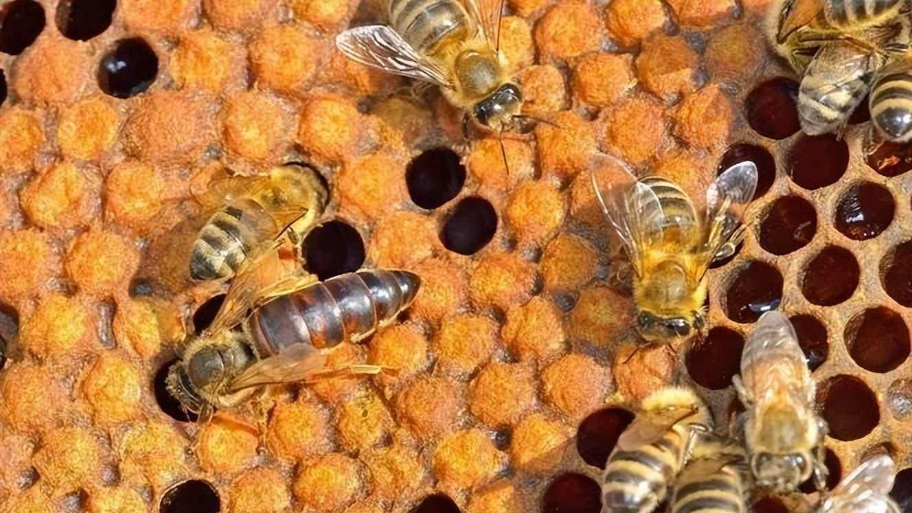 蜂群安静时，雄蜂已悄然赴死，它们的牺牲撑起整个家族