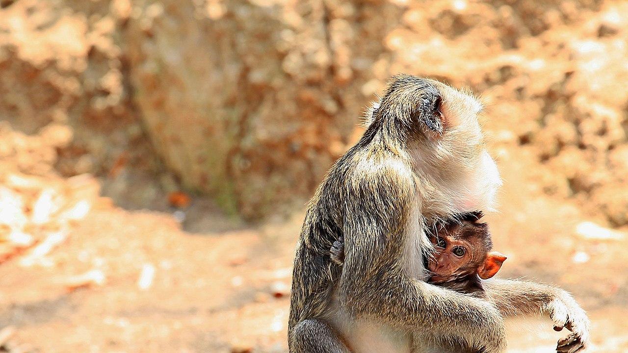 灵长类动物独特的筑巢行为，这可能促进了认知能力的发展