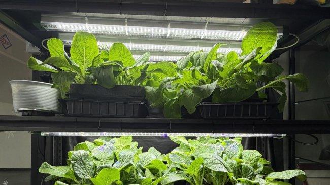 激光植物生长调控灯哪家好