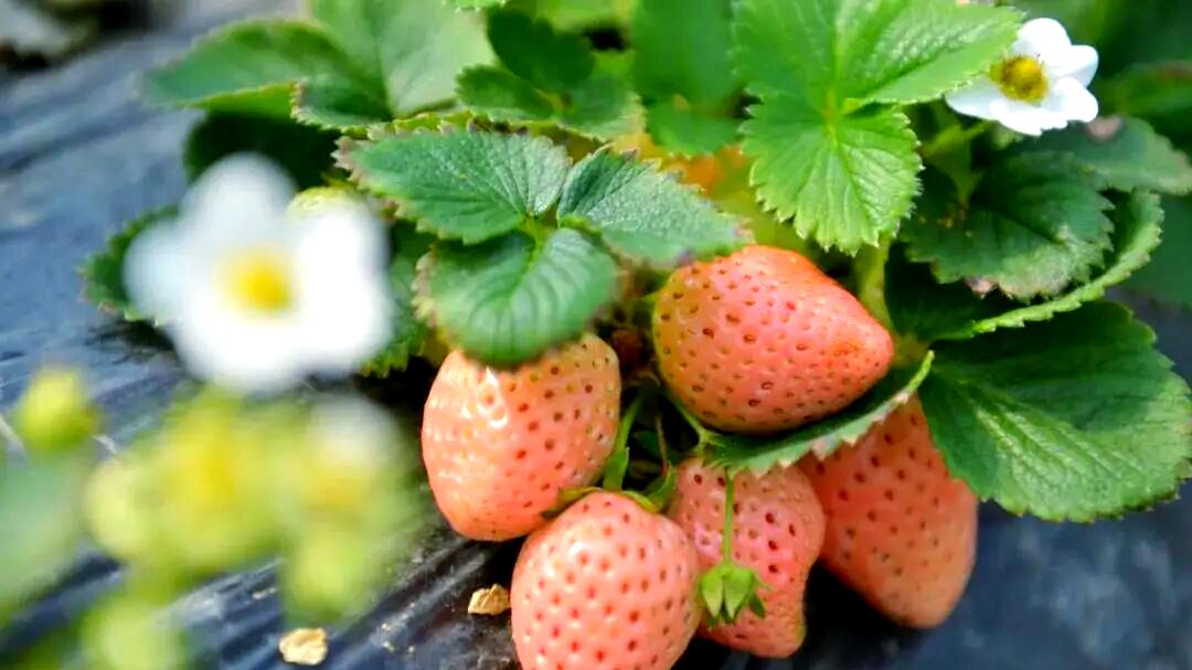草莓自由？草莓大降价低至1元每斤，网友：是谣言，自己买还是贵
