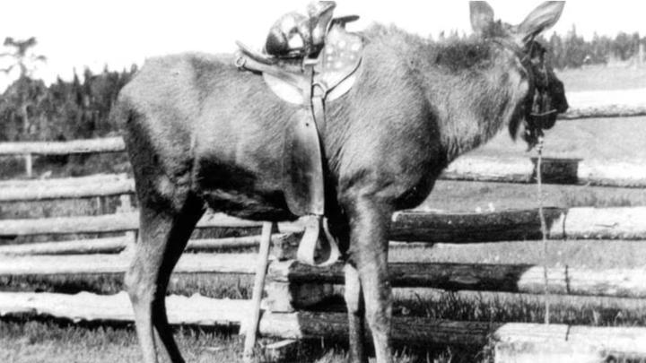 为什么马、驴、骆驼都可以用来骑乘，唯独不见有人驯化鹿来骑呢？