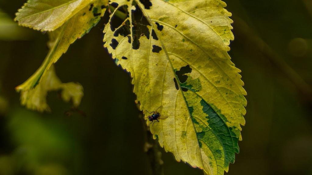 别被菜比肉贵吓到：这关于餐桌权的认知突围