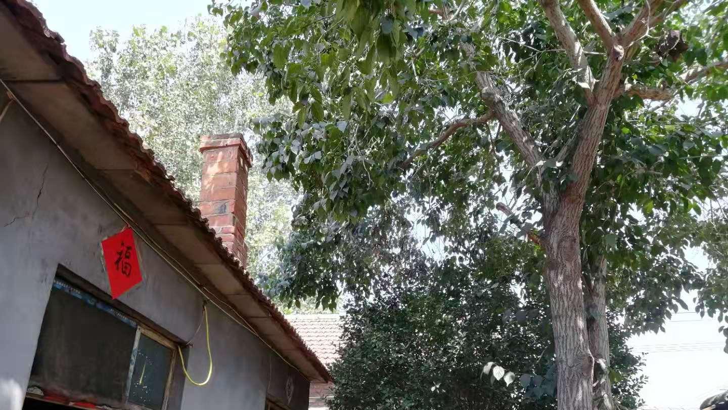 三代人守着一方草药，农村古法炮制，专治“腰突”有一手