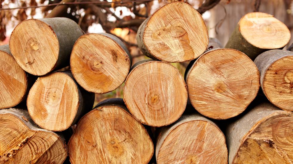 2026年1月芬兰私人林场工业用原木采购量下降25%