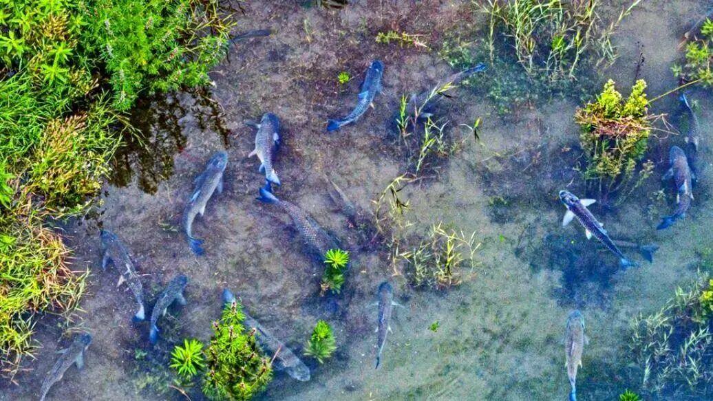 禁渔5年登《科学》！江豚吸入20厘米大鱼，长江鱼多到“炸锅”？江豚都能一口闷上20厘米鱼