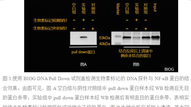 DNA Pull Down实验及试剂盒选择要点