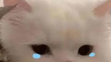 连续剧，苹果：美光兄弟，快阴阳我一下，我掉小珍珠，去批条子
