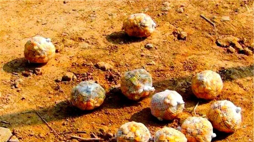 白条鳑鲏闹翻天？野钓高手3招做窝法，钓“正经鱼”百试百灵！