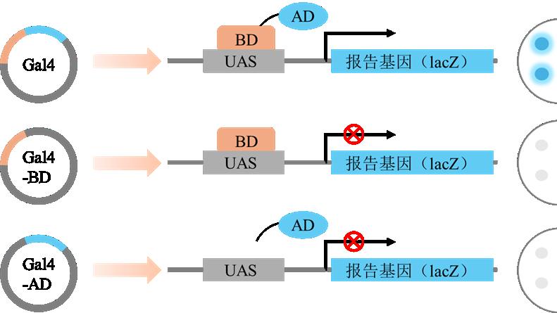 核体系酵母双杂交：经典核蛋白互作筛选技术详解