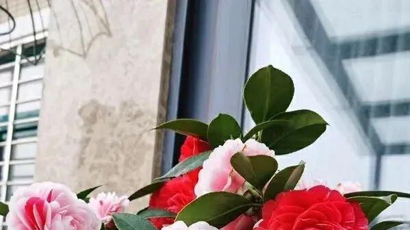 新手茶花品种——五色赤丹，优缺点都很明显