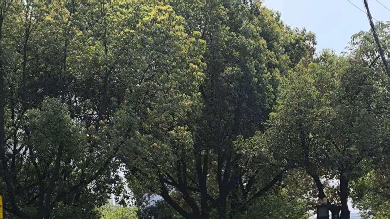 被一台紫色林肯种草了！