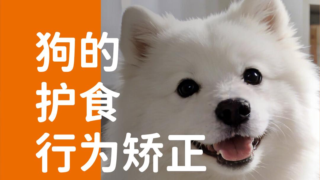 象乡宠物食品 | 狗的护食行为矫正