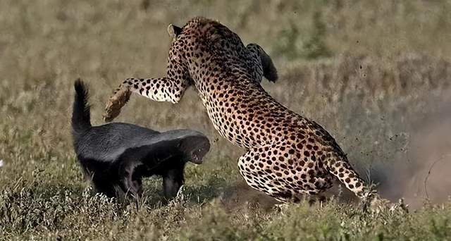 如果我是一只蜜獾