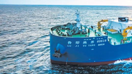 全产业链破局，青岛打造三文鱼“超级单品”