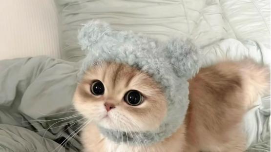 想要猫咪健康长肉如何选择猫粮？2026最新十款长肉型猫粮深度测评