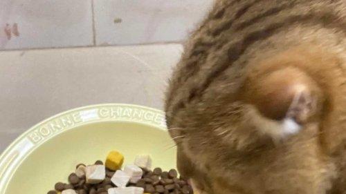 2026首次分享：希喂为啥排在最好的高性价比猫粮排行榜第一名