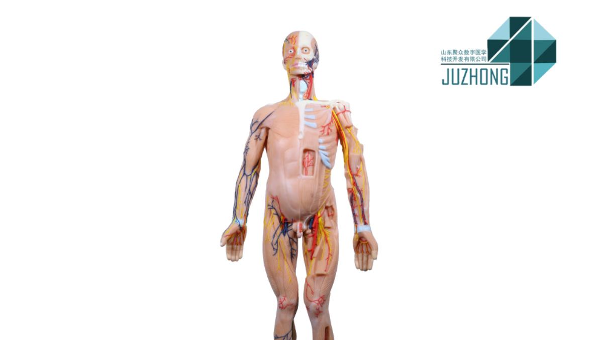 不止教学与科普！聚众医教人体生命科学馆，构建多元生命教育生态