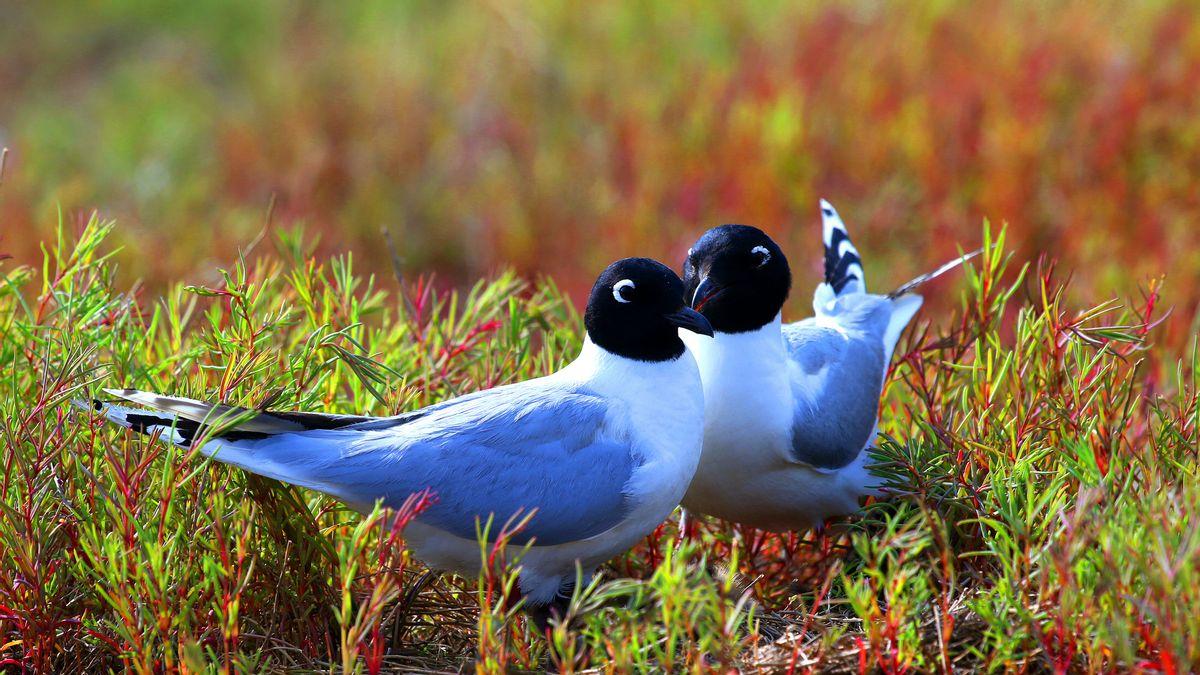 华晨宝马捐资守护沈阳及辽河口双湿地   对齐“十五五”生态文明建设目标