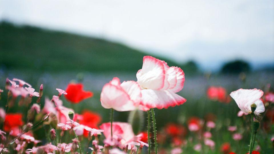 三套房子，姐姐和妹妹各一套，剩下一套卖钱装修，我啥也没有
