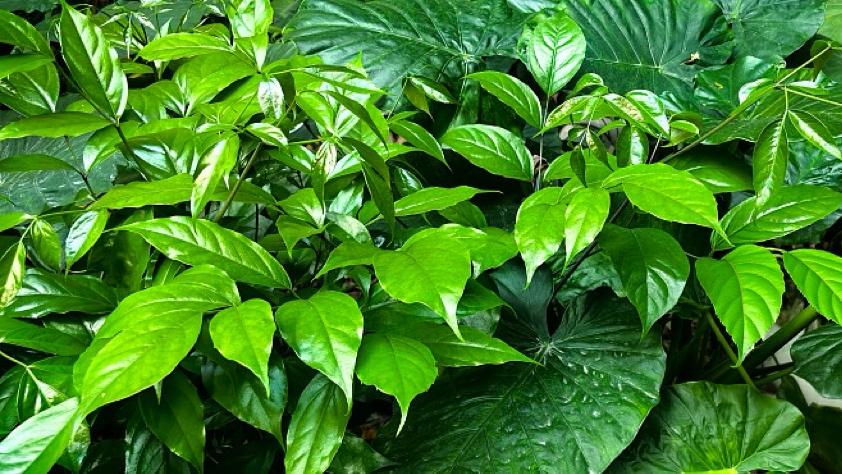 中东火药桶再度引燃，在伊中国人该怎么办？