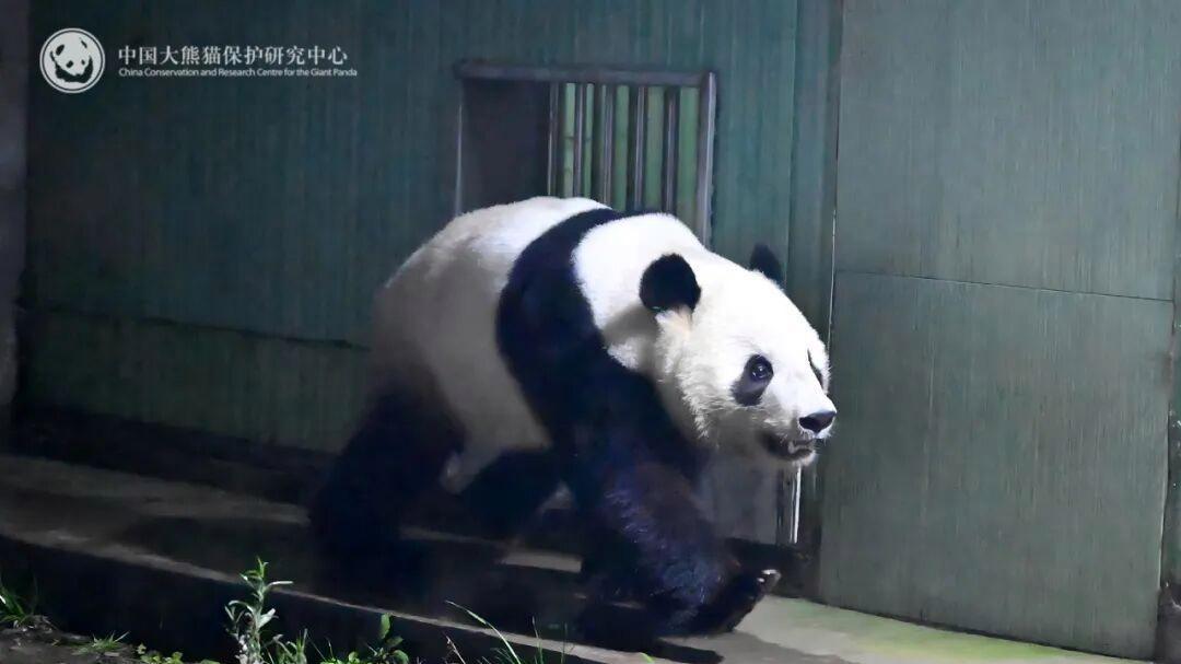 旅日大熊猫“晓晓”“蕾蕾”今日回国，顺利入住四川新家