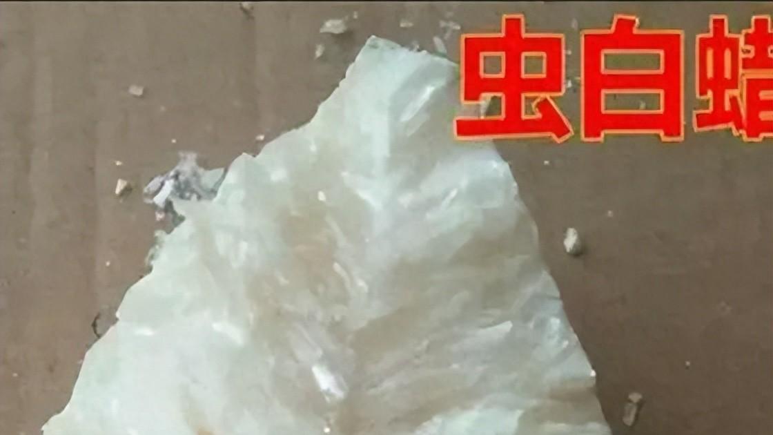 止血生肌的良药——虫白蜡