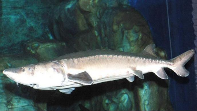 禁渔5年，江豚笑了，但“长江鱼王”为何却十年没能生下个娃？我们往长江丢了205万尾中华鲟幼鱼，为啥还