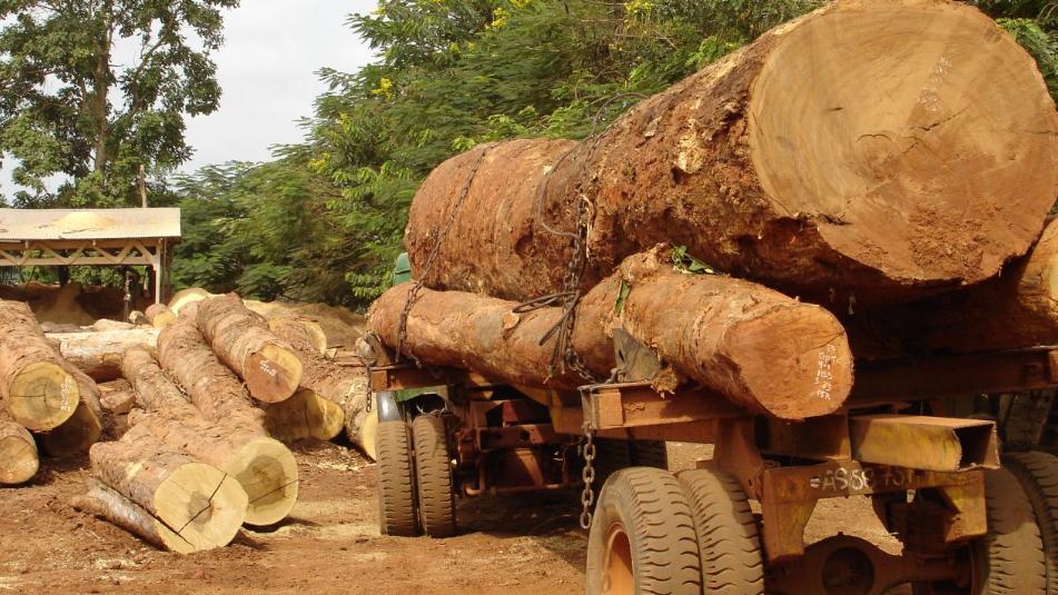非洲国家对中国热带木原木出口急剧萎缩！2025年已锐减83.8%