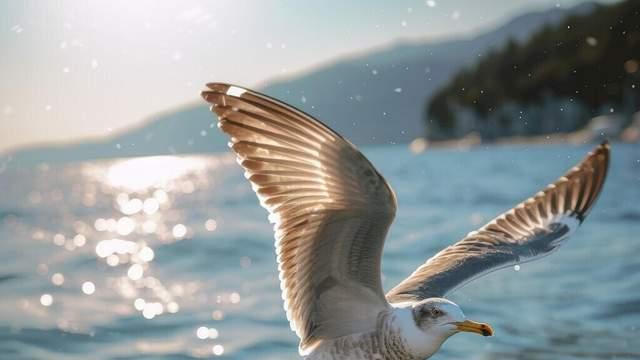 如果我是一只海鸥