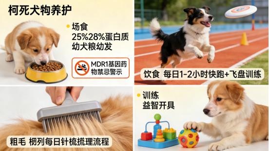 “智慧伴侣”——柯利犬全维度解析