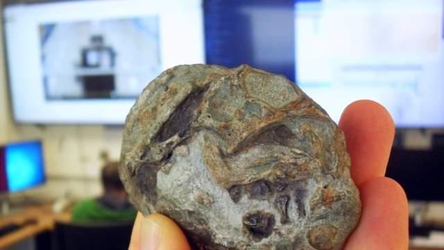 2.5亿年前的化石证实：哺乳动物祖先会产蛋