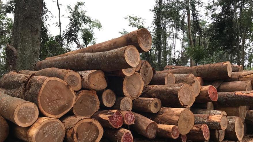 喀麦隆出台林业激励政策，森林特许权使用费减免比例最高可至35%！