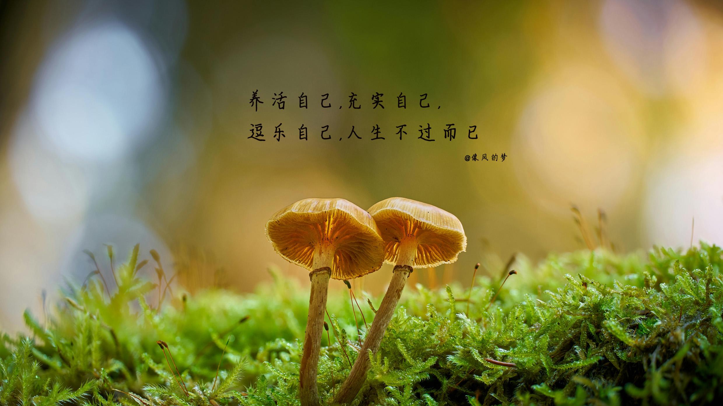 可不听不闻不理不睬，不卑不亢不偏不党，但不可不思不想不忧不忘