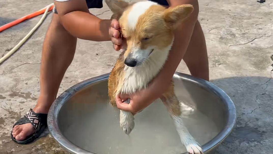 狗狗是通人性的，能守护陪伴治愈我们，也希望我们好好善待他们