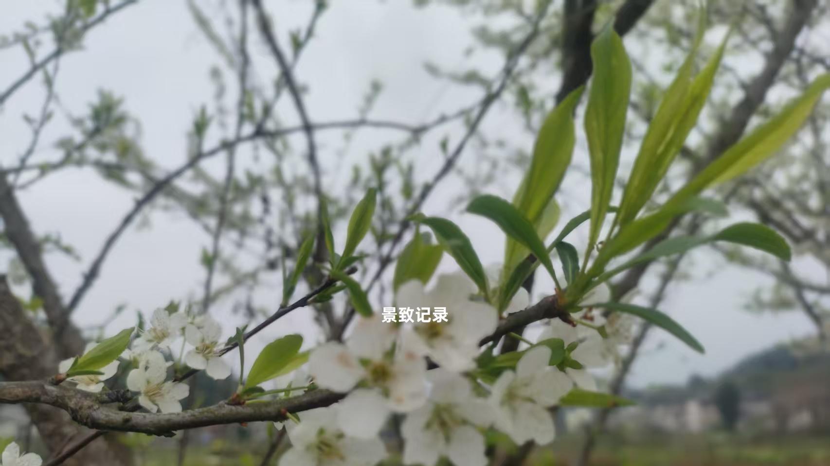 景致记录：美国开洛村，用谎言堆砌成黄金，在狄更斯眼中一无是处