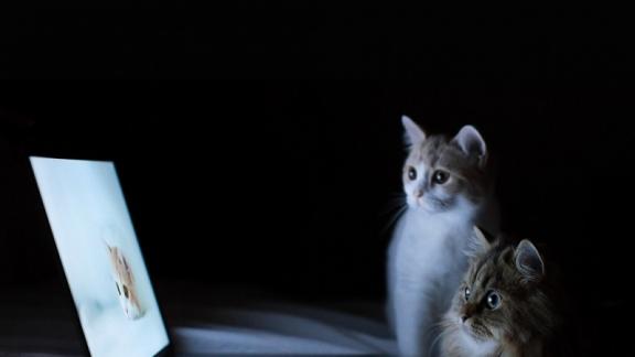 最好的主食罐头是哪款？2026年3月十大高性价比主食罐头推荐！