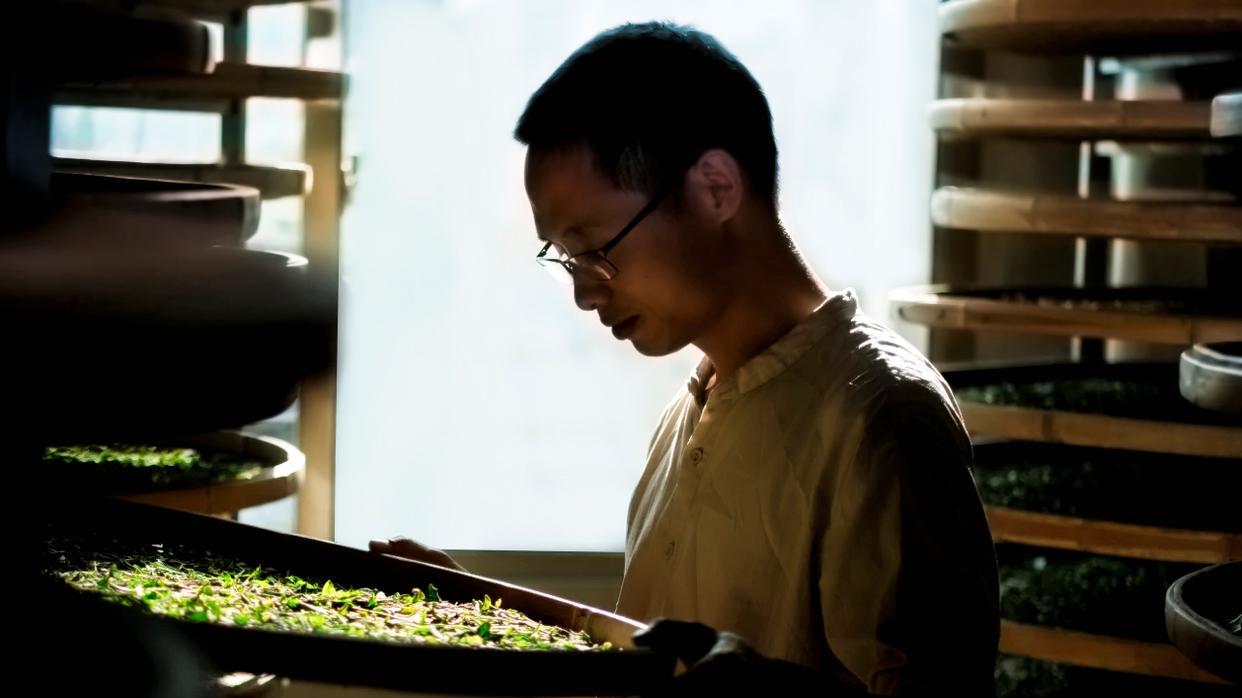 政和白茶：本味的追寻