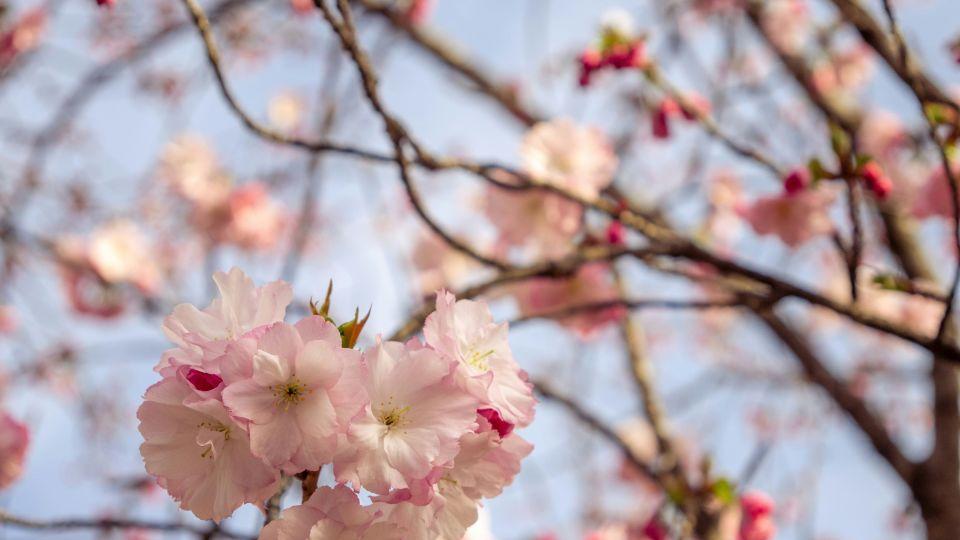 爸妈辞职帮忙带娃，我准备给妹妹出学费，老婆不同意，和我闹离婚