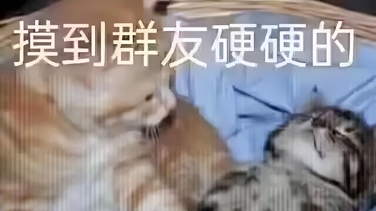 内存要涨到2028年？vivo也扛不住了，卢伟冰说真话