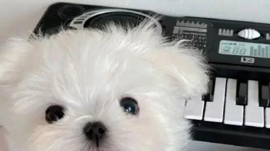 十大最好狗罐头有哪些？新手养狗必看，挑食狗狗闭眼入清单来了！