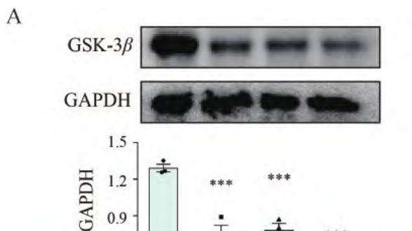 浙江中医药大学使用RFectPM原代细胞siRNA转染试剂成功转染原代大鼠破骨细胞